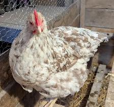 Orpington Chicks - Photo 4