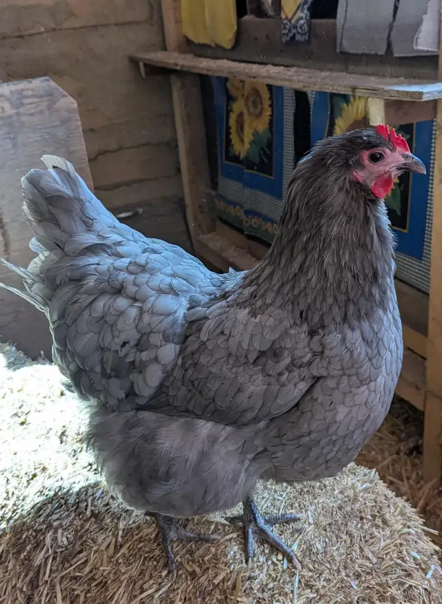 Orpington Chicks - Photo 5