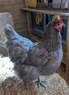 Orpington Chicks - Photo 5