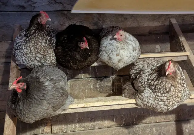 Orpington Chicks - Photo 6