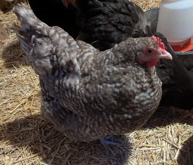 Orpington Chicks - Photo 7