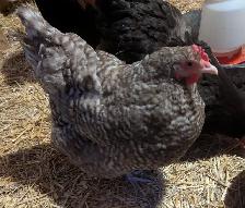 Orpington Chicks - Photo 7