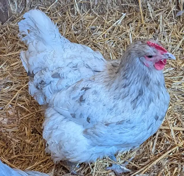 Orpington Chicks - Photo 9