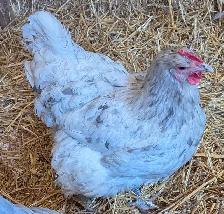 Orpington Chicks - Photo 9
