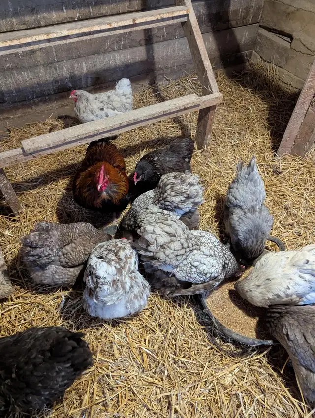 Orpington Chicks - Photo 10