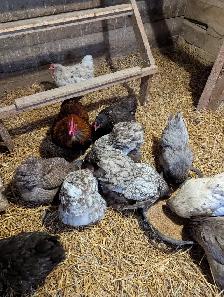 Orpington Chicks - Photo 10