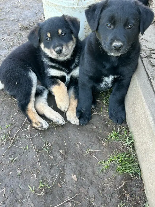 blue heeler mix puppies for sale