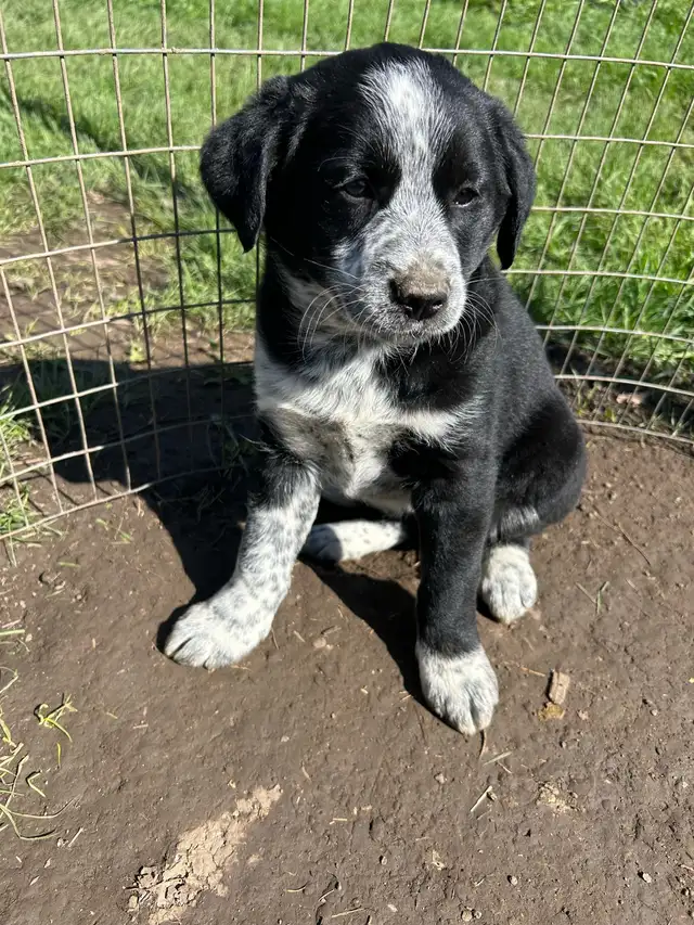blue heeler mix puppies for sale - Photo 2