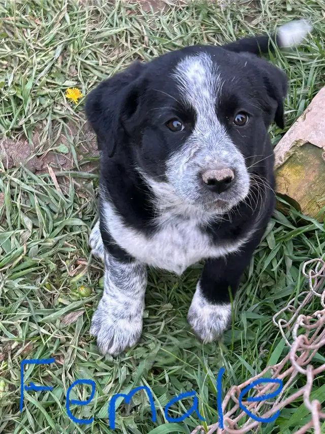 blue heeler mix puppies for sale - Photo 3