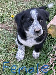 blue heeler mix puppies for sale - Photo 3