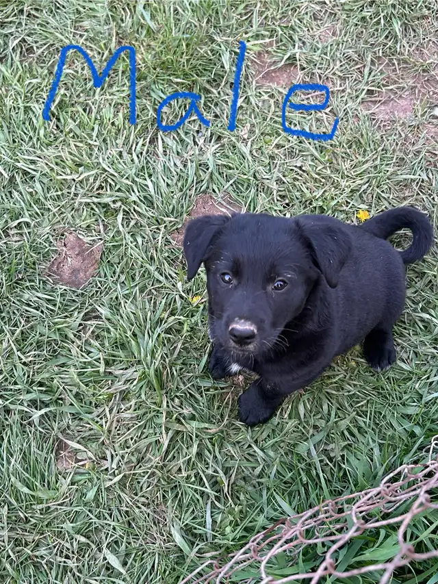 blue heeler mix puppies for sale - Photo 4