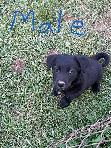 blue heeler mix puppies for sale - Photo 4