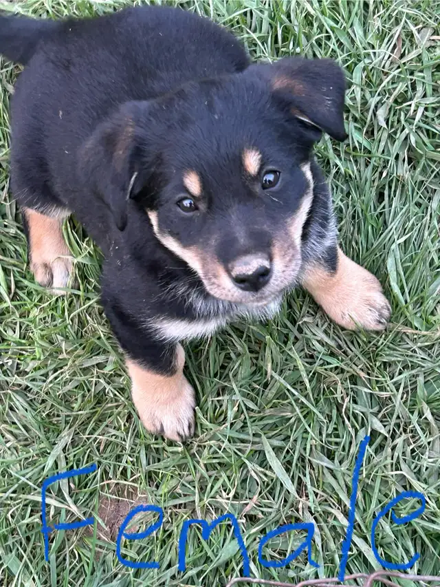 blue heeler mix puppies for sale - Photo 5