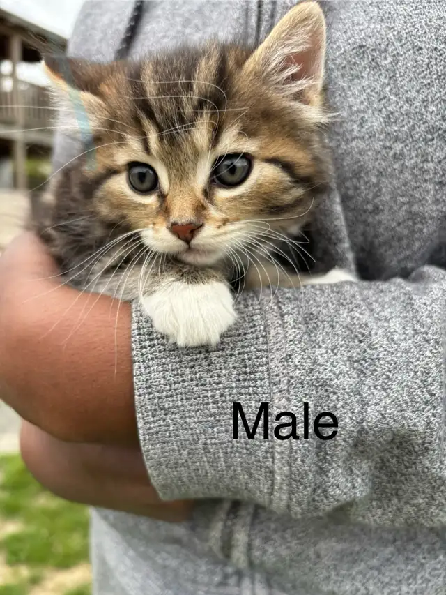 Beautiful tame kittens