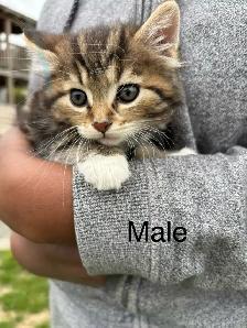 Beautiful tame kittens