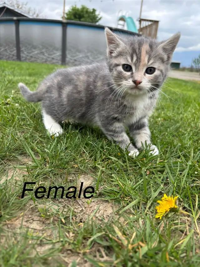 Beautiful tame kittens - Photo 2