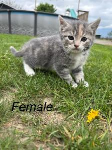 Beautiful tame kittens - Photo 2