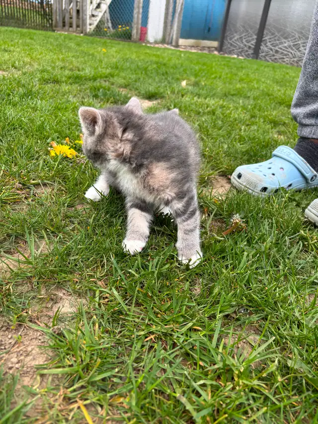 Beautiful tame kittens - Photo 3