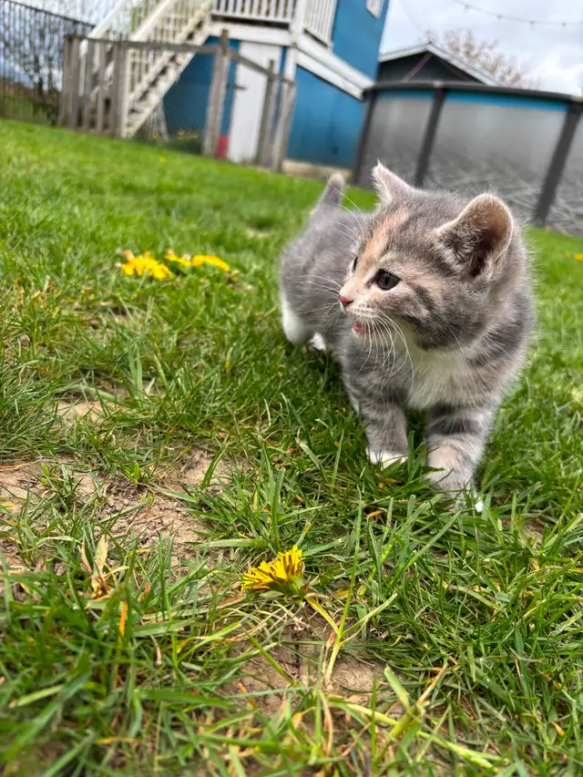 Beautiful tame kittens - Photo 4