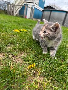 Beautiful tame kittens - Photo 4