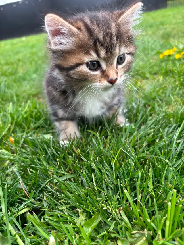 Beautiful tame kittens - Photo 5