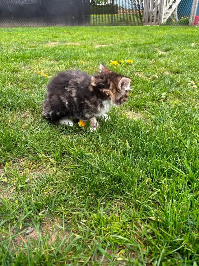Beautiful tame kittens - Photo 6