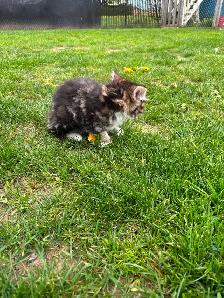 Beautiful tame kittens - Photo 6