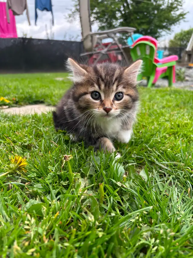 Beautiful tame kittens - Photo 7