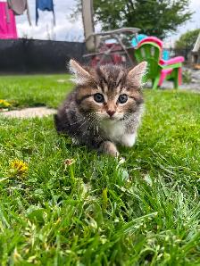 Beautiful tame kittens - Photo 7