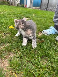 Beautiful tame kittens - Photo 8