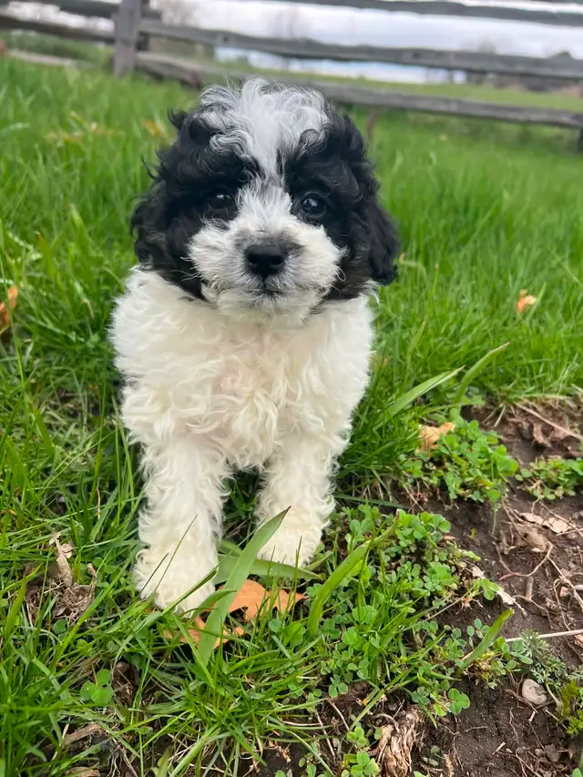 Shih Tzu crossed with Bichon Frise