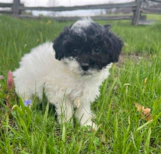 Shih Tzu crossed with Bichon Frise - Photo 2
