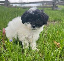 Shih Tzu crossed with Bichon Frise - Photo 2