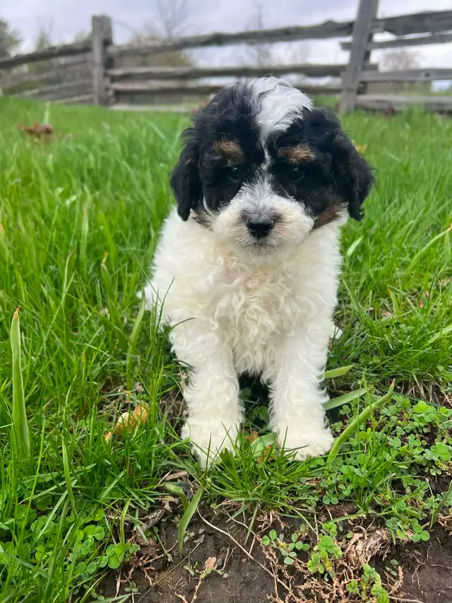 Shih Tzu crossed with Bichon Frise - Photo 3