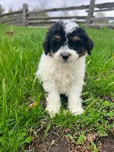Shih Tzu crossed with Bichon Frise - Photo 3