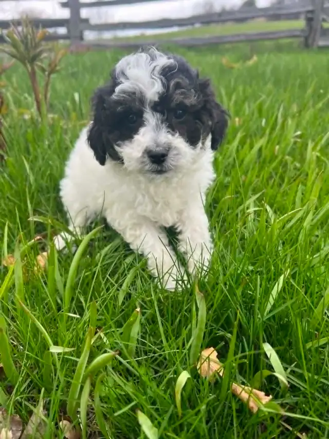 Shih Tzu crossed with Bichon Frise - Photo 4