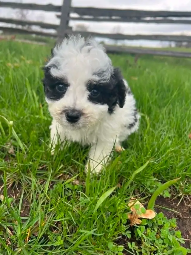 Shih Tzu crossed with Bichon Frise - Photo 5