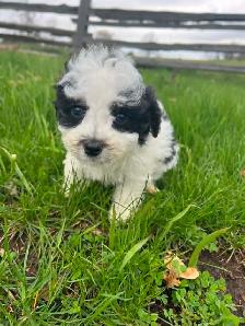 Shih Tzu crossed with Bichon Frise - Photo 5