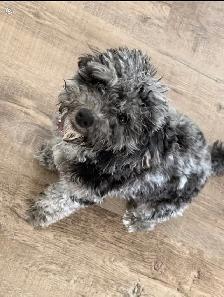 Rehoming female Toy poodle
