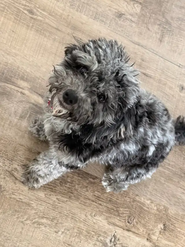 Rehoming female Toy poodle - Photo 2