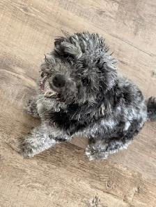Rehoming female Toy poodle - Photo 2