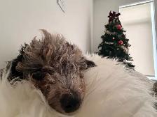Rehoming female Toy poodle - Photo 3