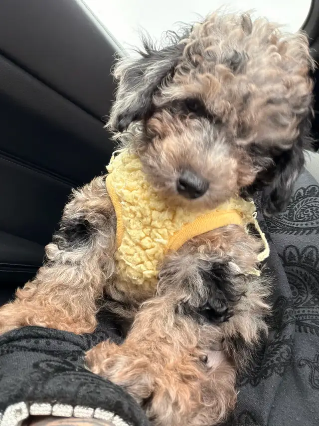 Rehoming female Toy poodle - Photo 4