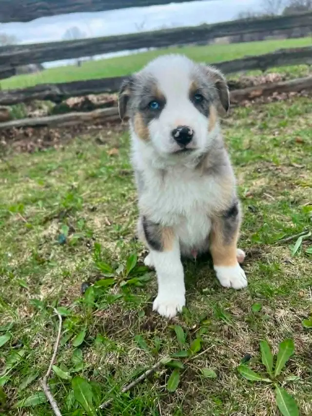 Australian shepherd mix