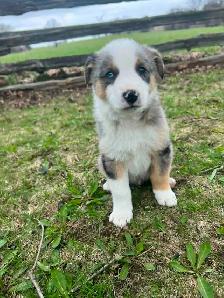 Australian shepherd mix