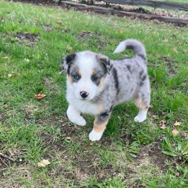 Australian shepherd mix - Photo 2