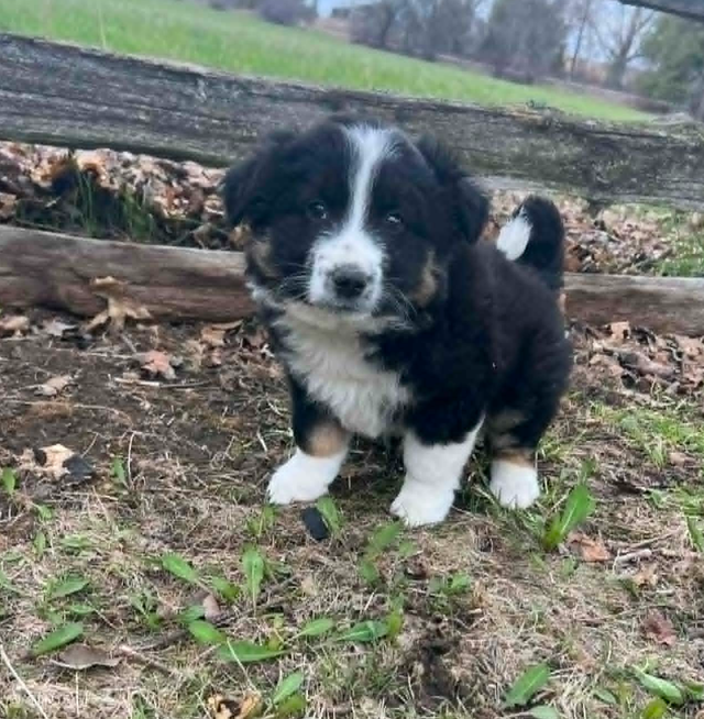 Australian shepherd mix - Photo 3