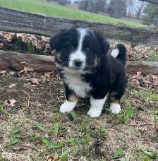 Australian shepherd mix - Photo 3