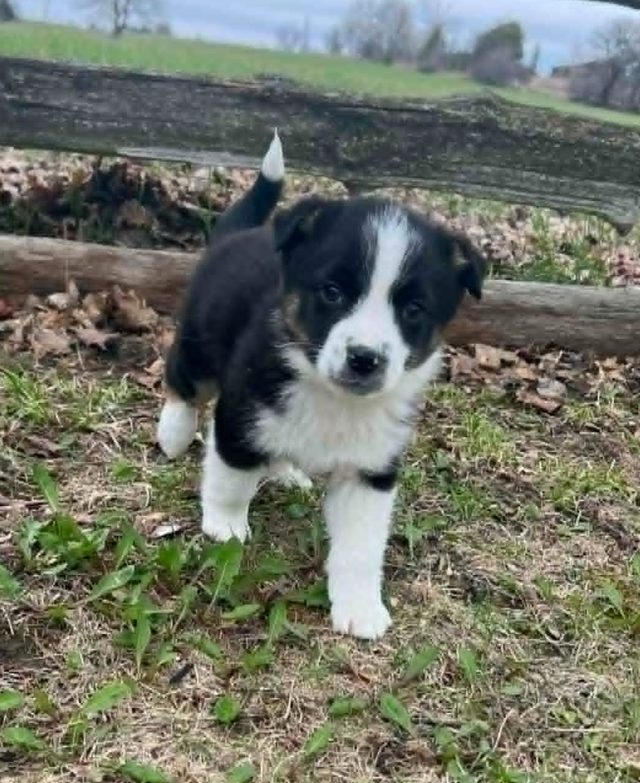 Australian shepherd mix - Photo 4