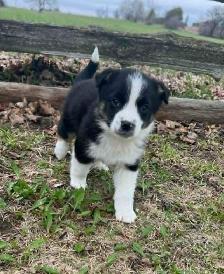 Australian shepherd mix - Photo 4